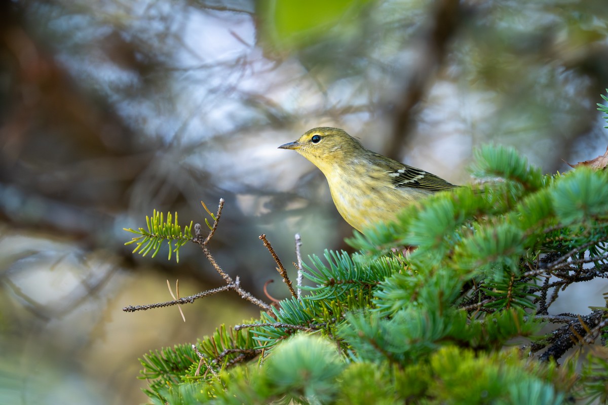 Blackpoll Warbler - ML643601525