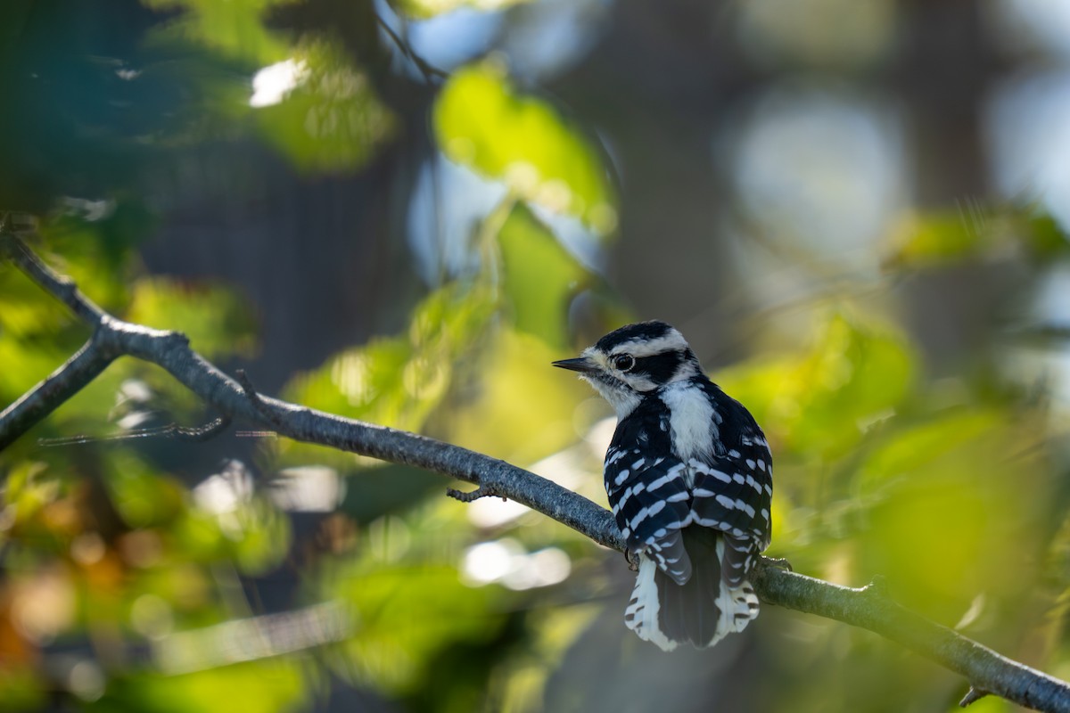 Downy Woodpecker - ML643601530