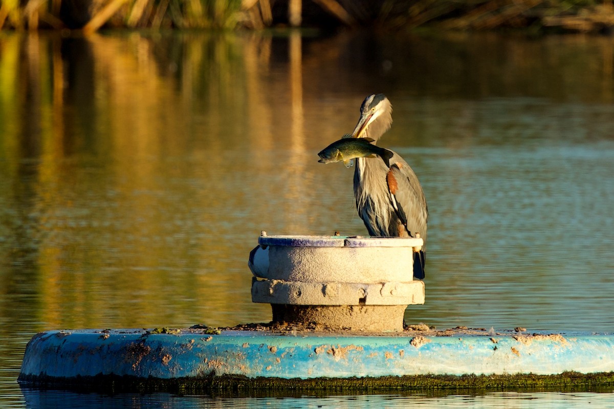 Great Blue Heron - ML643601531