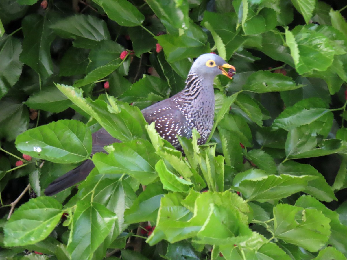 Rameron Pigeon - ML643601533