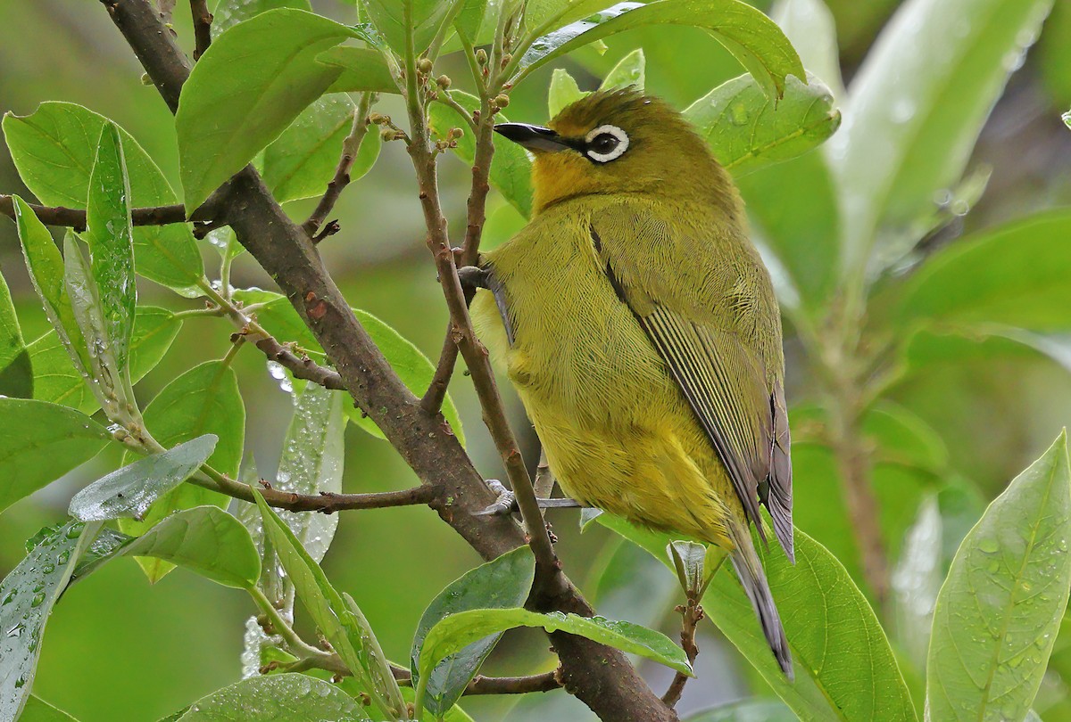 Cape White-eye - ML643601559