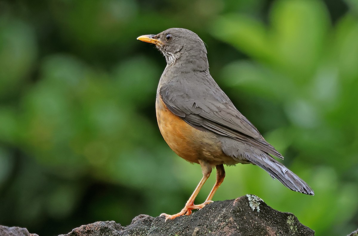 Olive Thrush - ML643601564