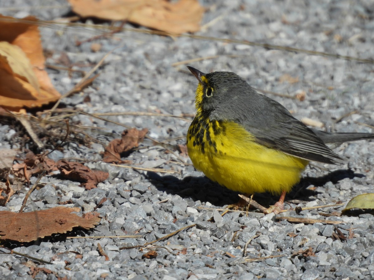 Canada Warbler - ML643601590