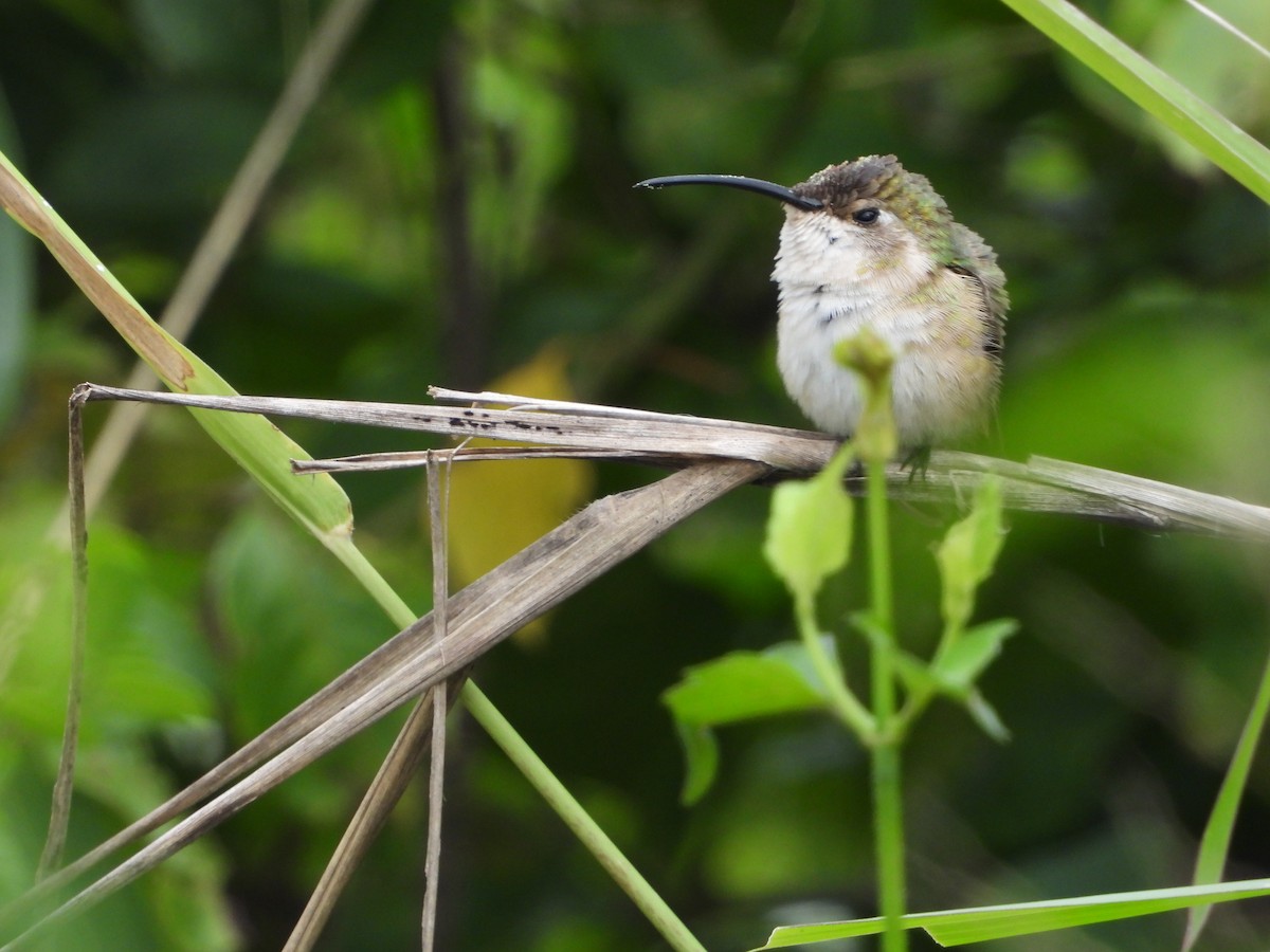 Mexican Sheartail - ML643601605