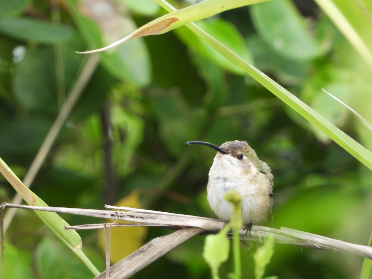 Mexican Sheartail - ML643601606