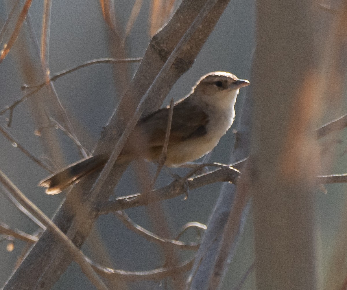 Streak-fronted Thornbird - ML643601607