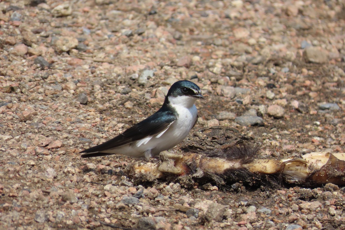 White-rumped Swallow - ML643601617