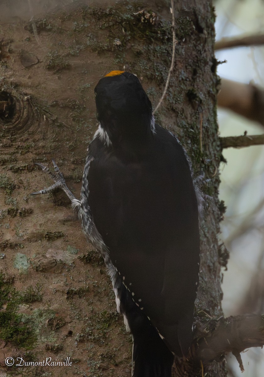 Black-backed Woodpecker - ML643601628