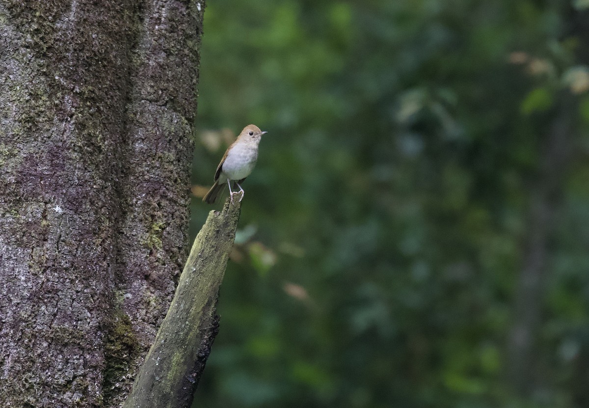 Russet Nightingale-Thrush - ML643601633