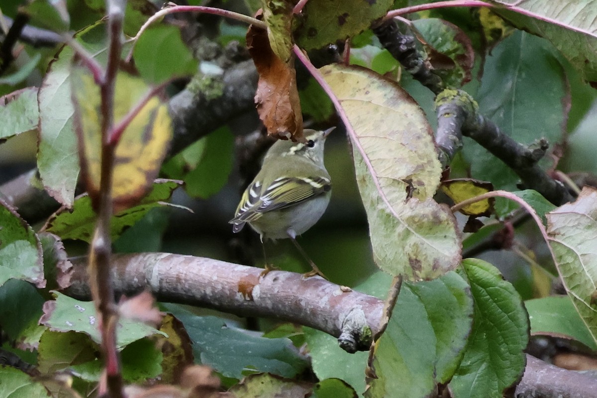 Yellow-browed Warbler - ML643601648