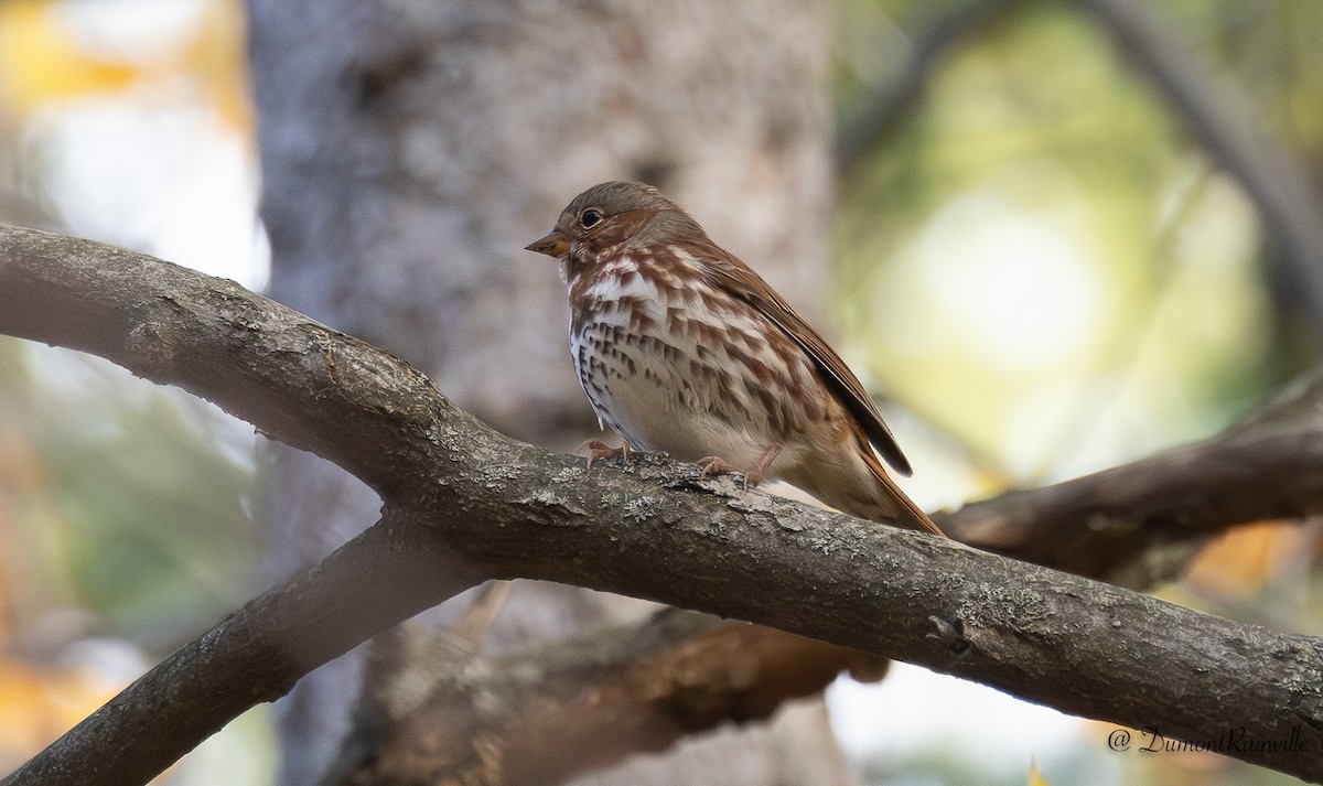 Fox Sparrow - ML643601656