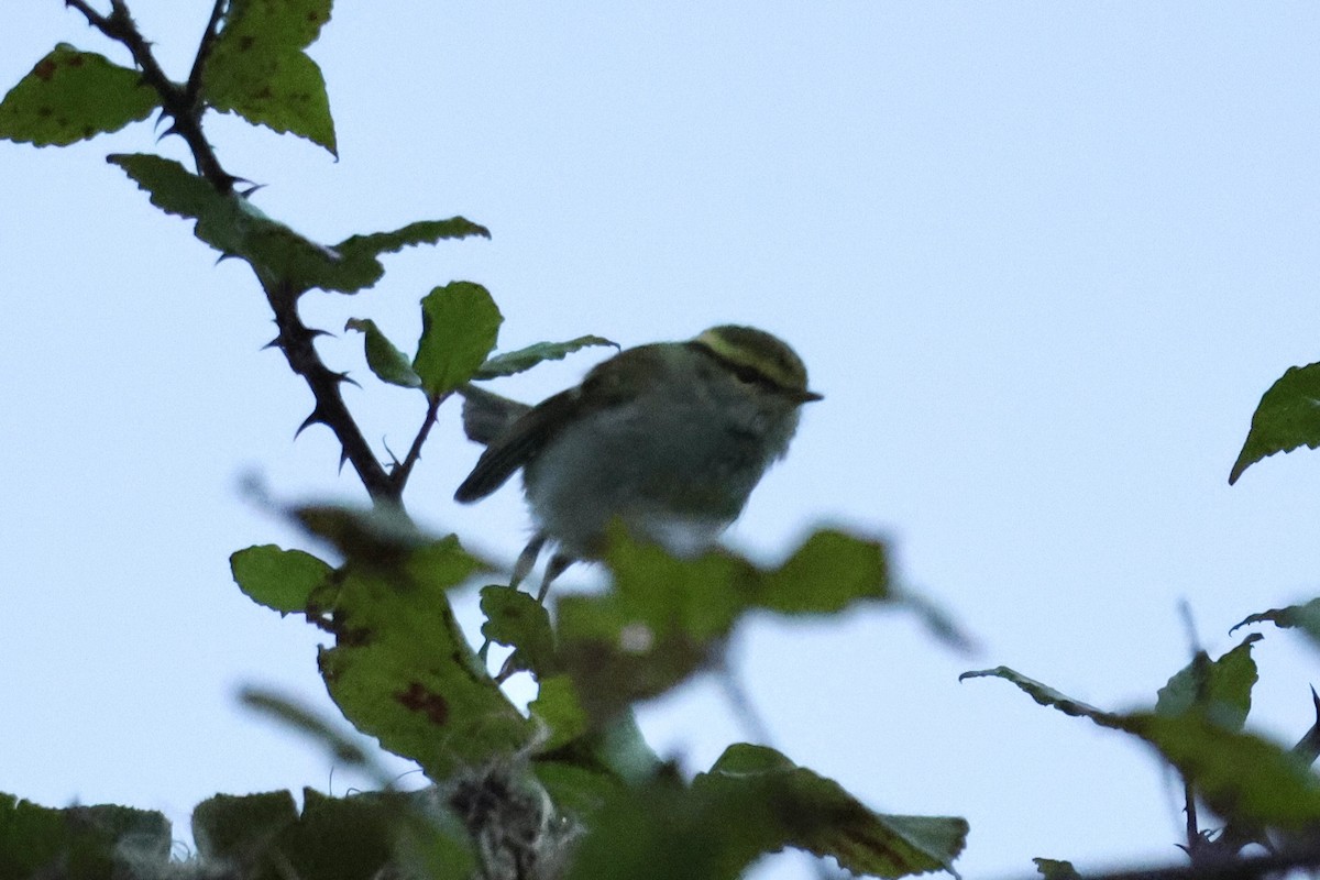 Pallas's Leaf Warbler - ML643601660