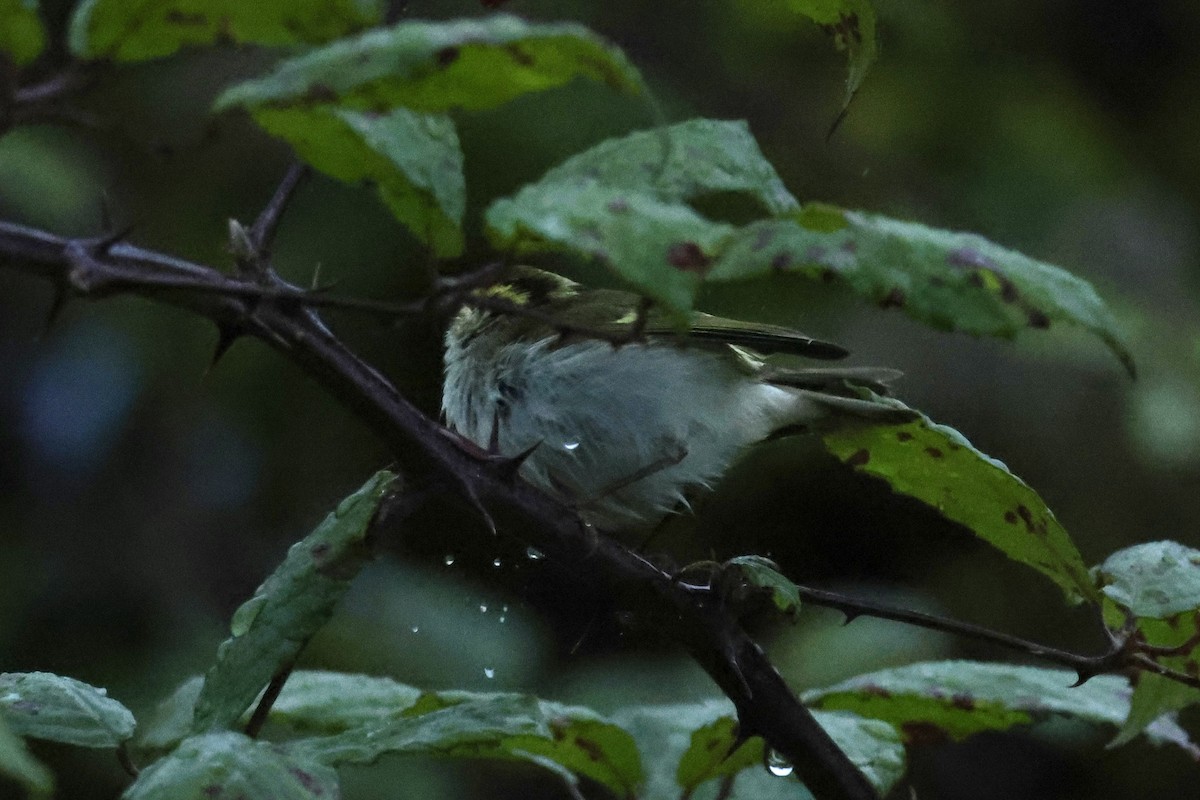 Pallas's Leaf Warbler - ML643601661
