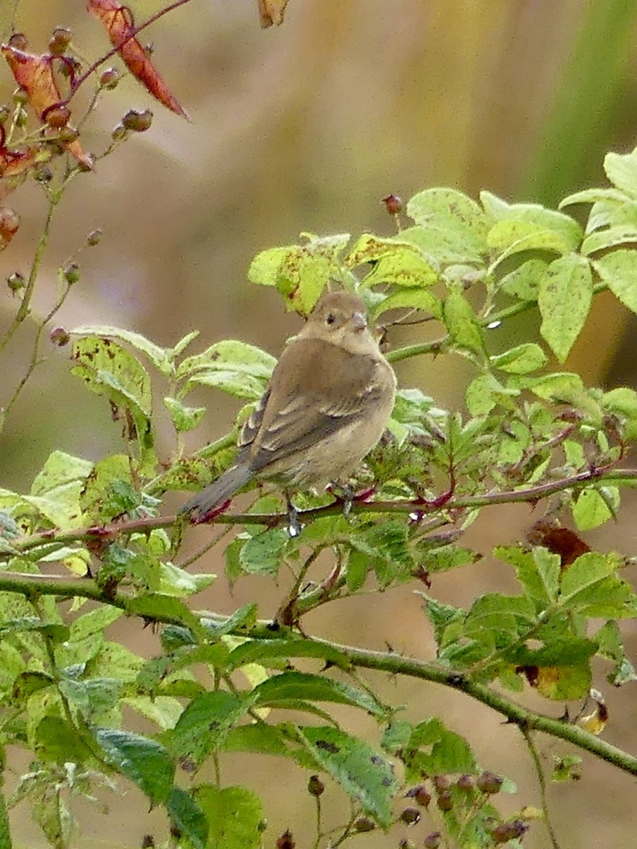 Indigo Bunting - ML643601662