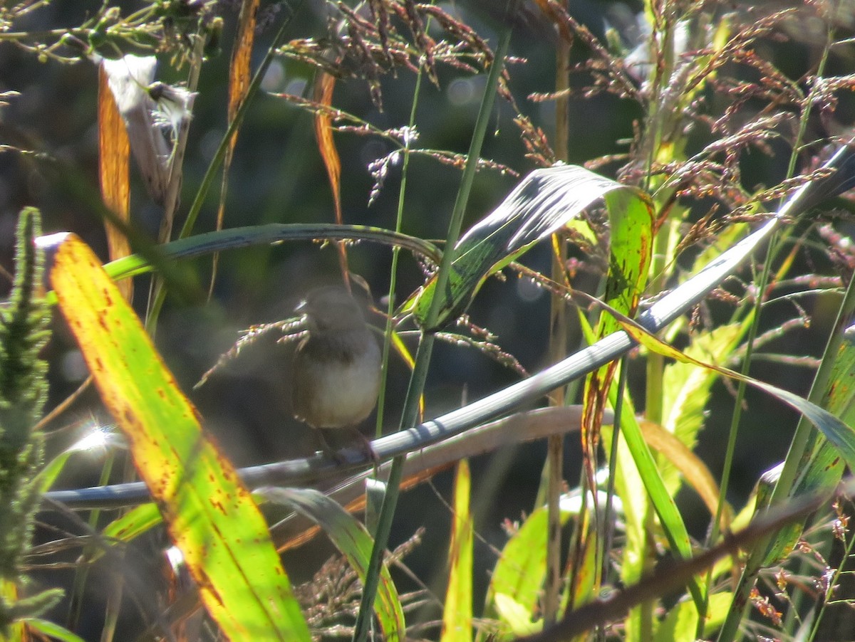 Lincoln's Sparrow - ML643601680
