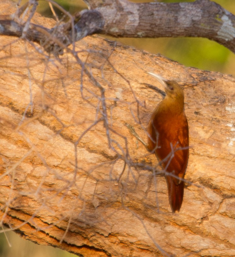 Great Rufous Woodcreeper - ML643601682