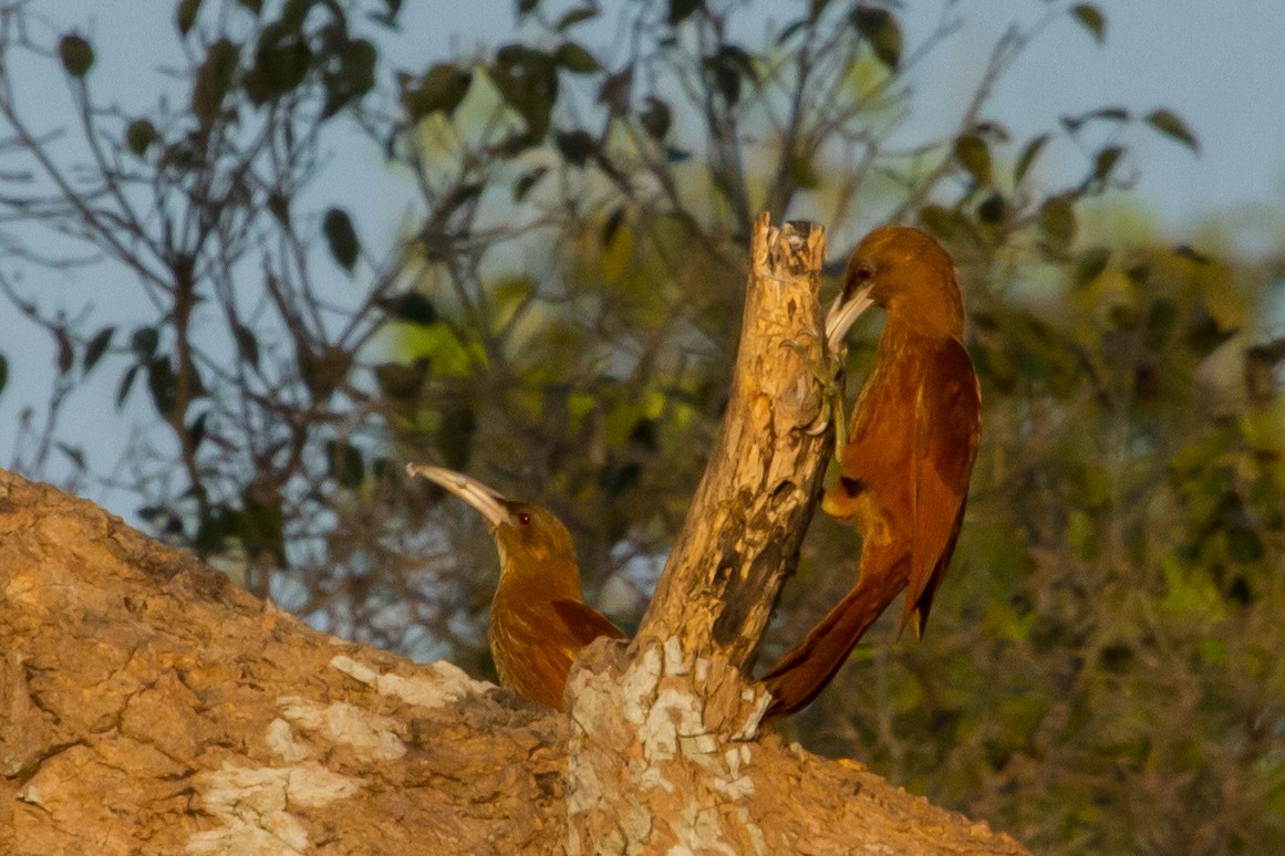 Great Rufous Woodcreeper - ML643601683