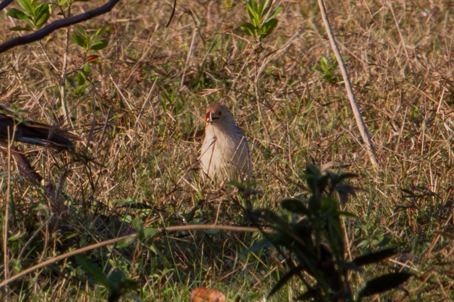 Guira Cuckoo - ML643601707