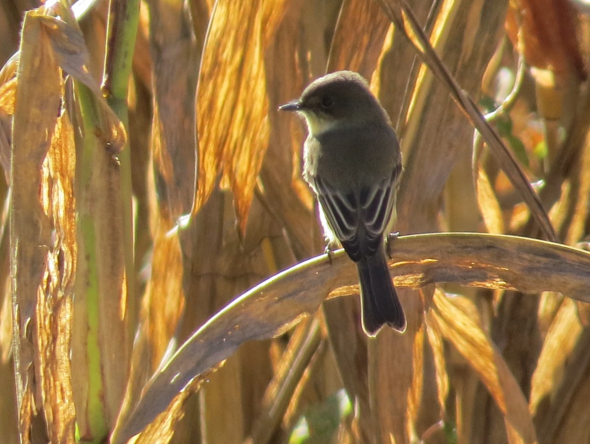 Eastern Phoebe - ML643601710