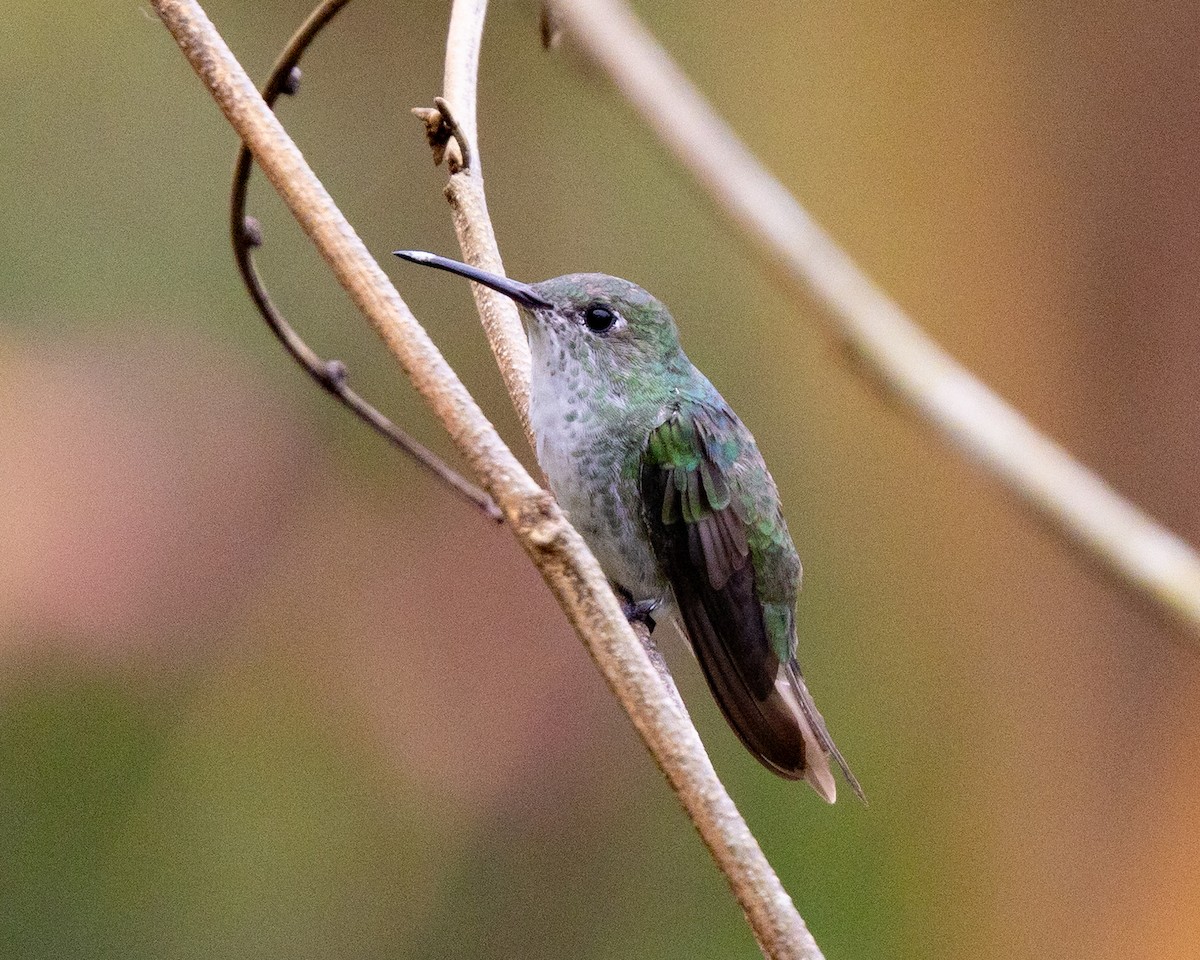 Green-and-white Hummingbird - ML643601723