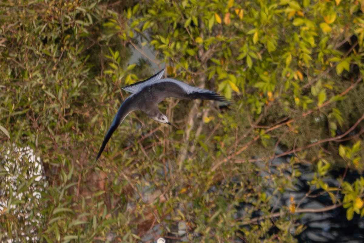 クビワカモメ - ML643601726