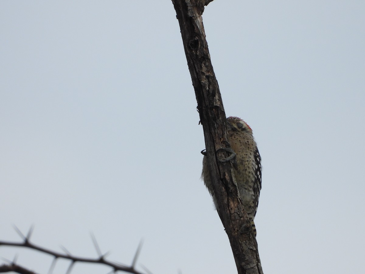 Ladder-backed Woodpecker - ML643601732