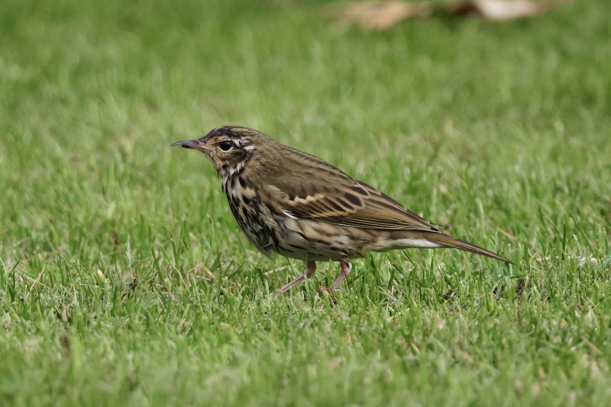 Olive-backed Pipit - ML643601734