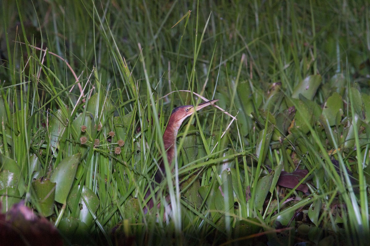 Least Bittern - ML643601743