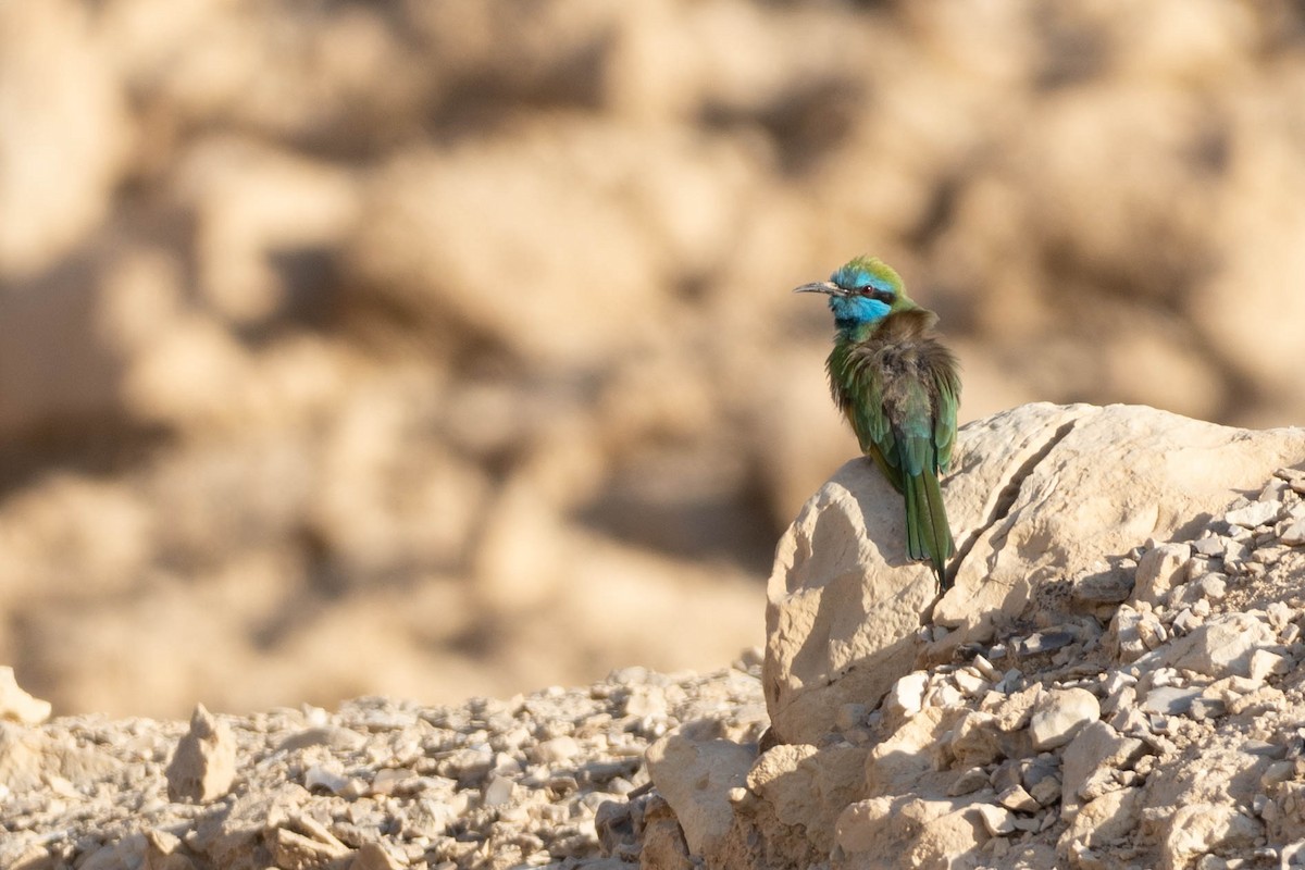 Arabian Green Bee-eater - ML643601754