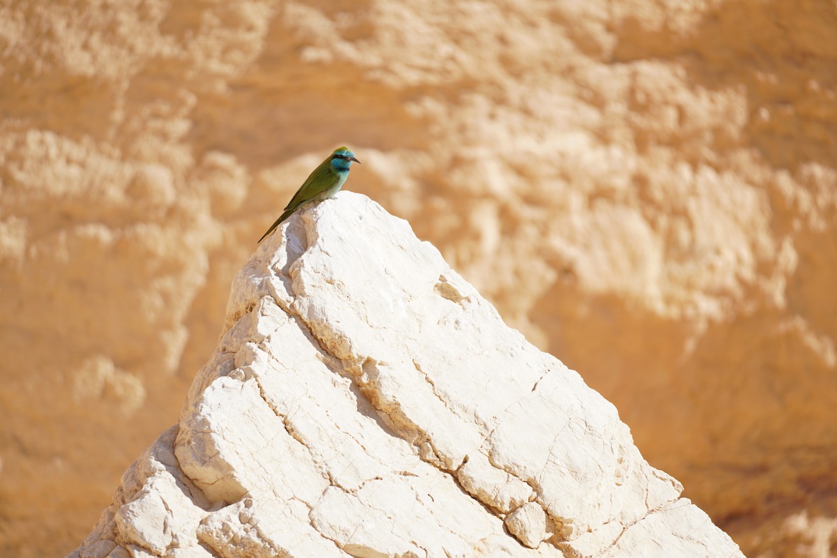 Arabian Green Bee-eater - ML643601755