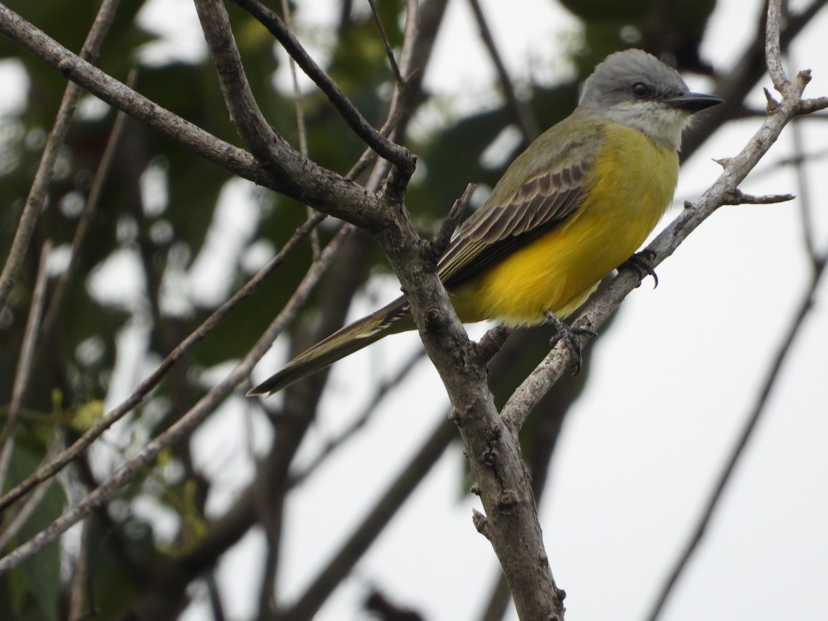 Couch's Kingbird - ML643601759