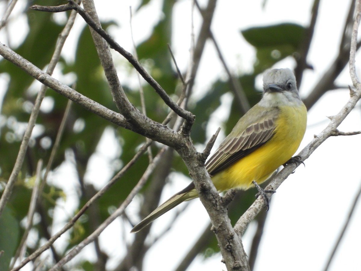 Couch's Kingbird - ML643601760