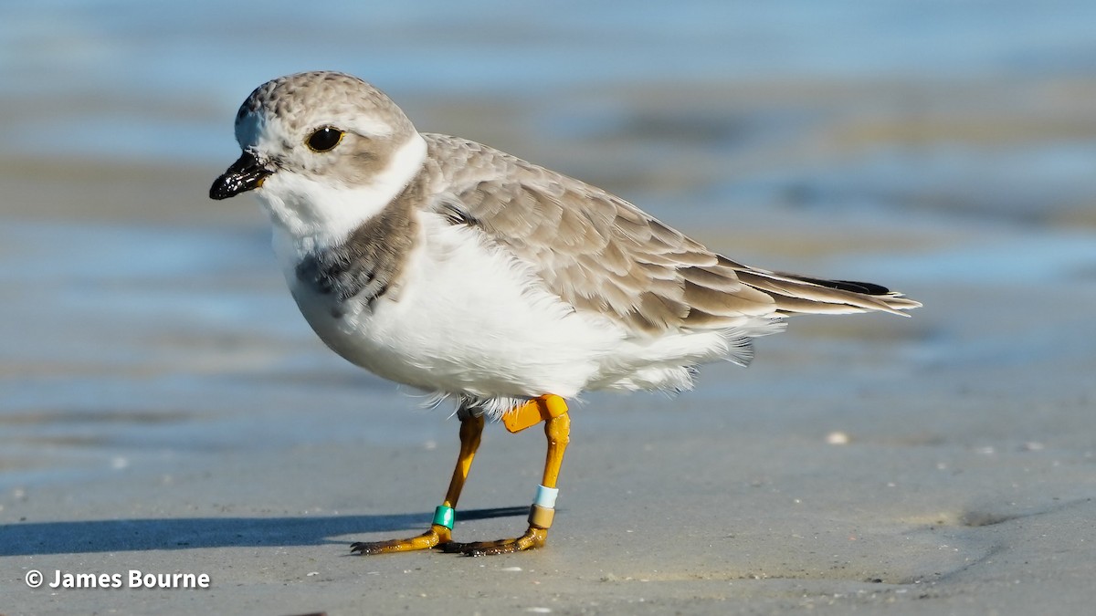 Piping Plover - ML643601762