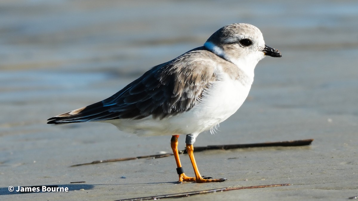 Piping Plover - ML643601763