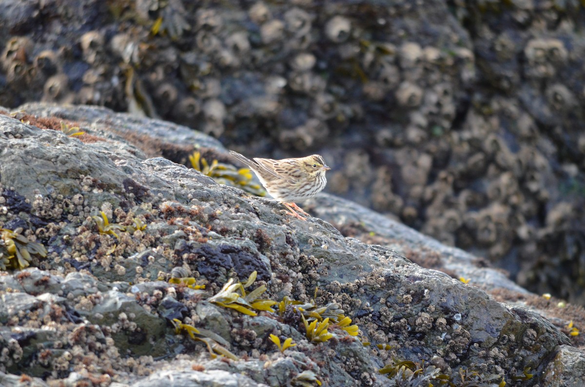 サバンナシトド - ML643601768