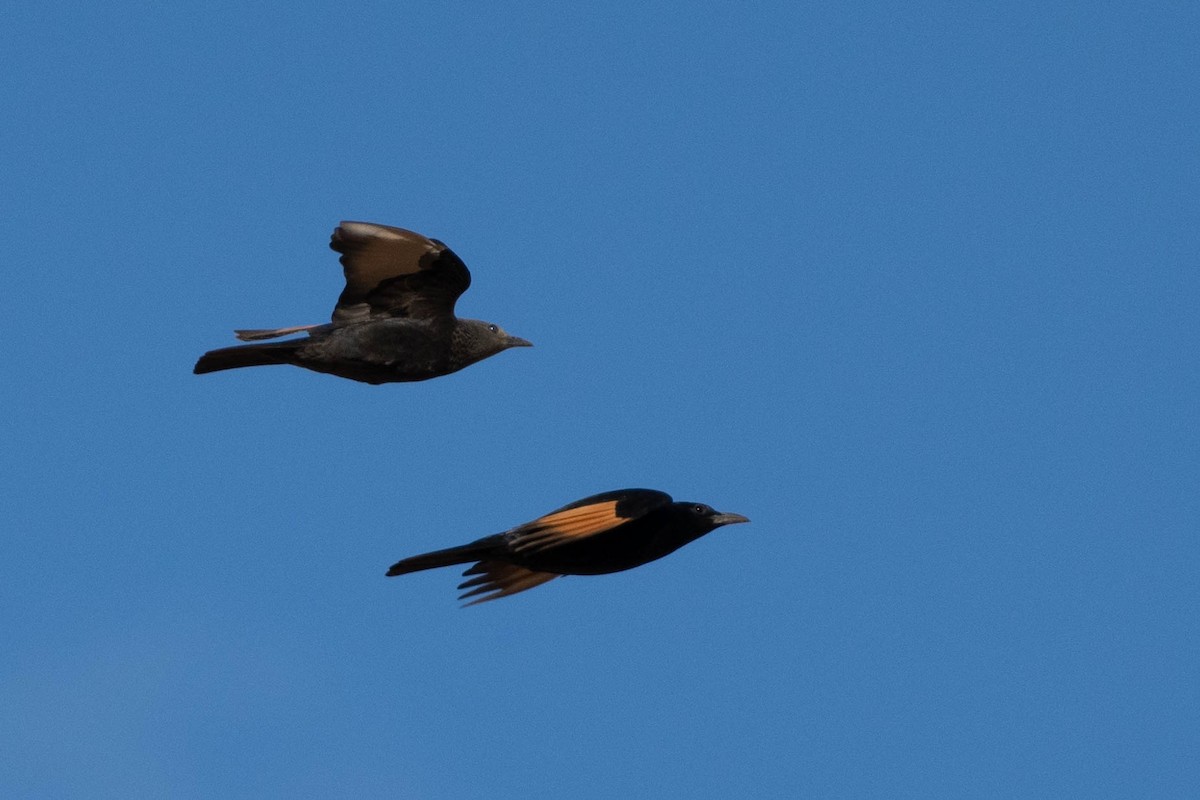 Tristram's Starling - ML643601781