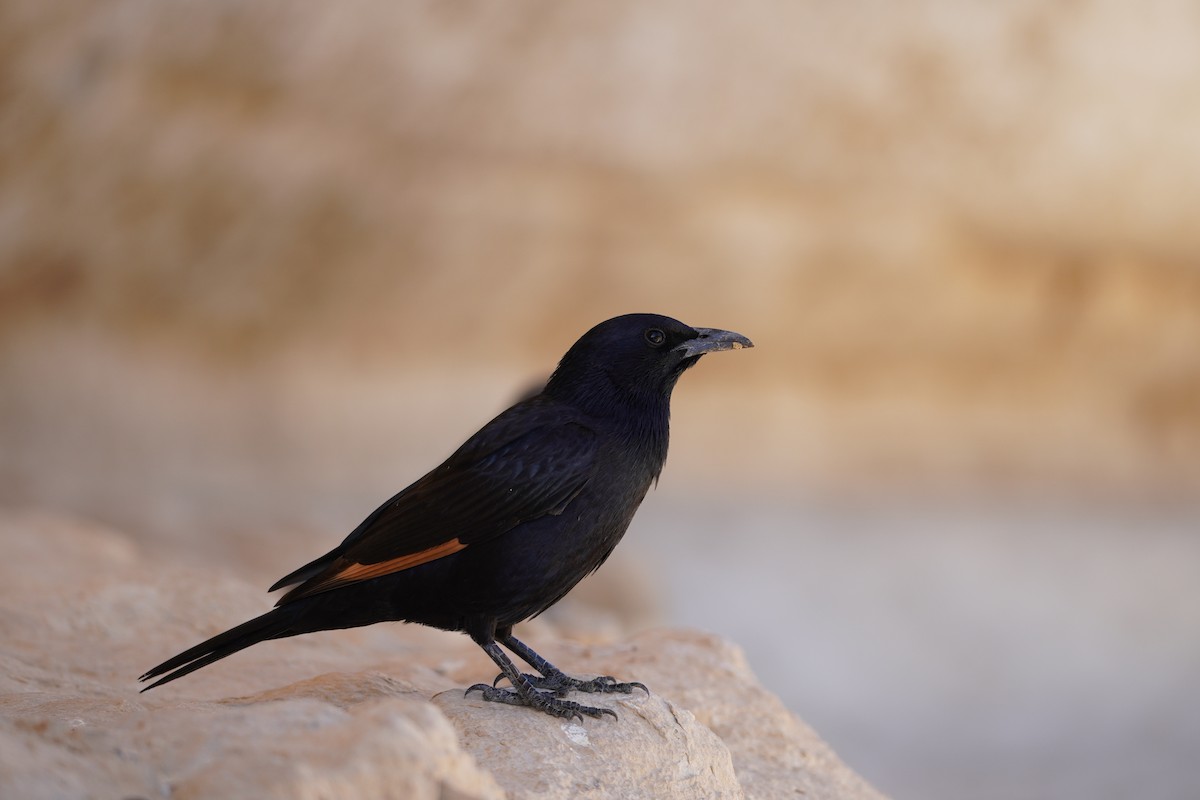 Tristram's Starling - ML643601782