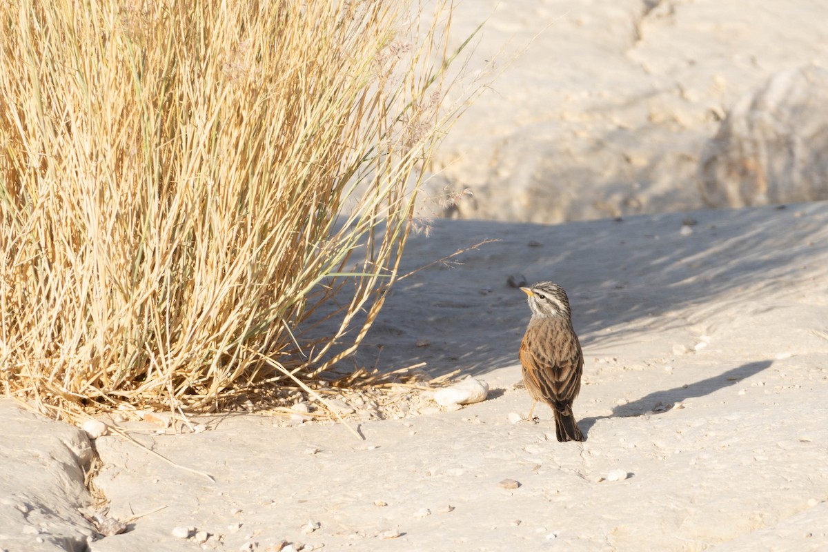 Striolated Bunting - ML643601785
