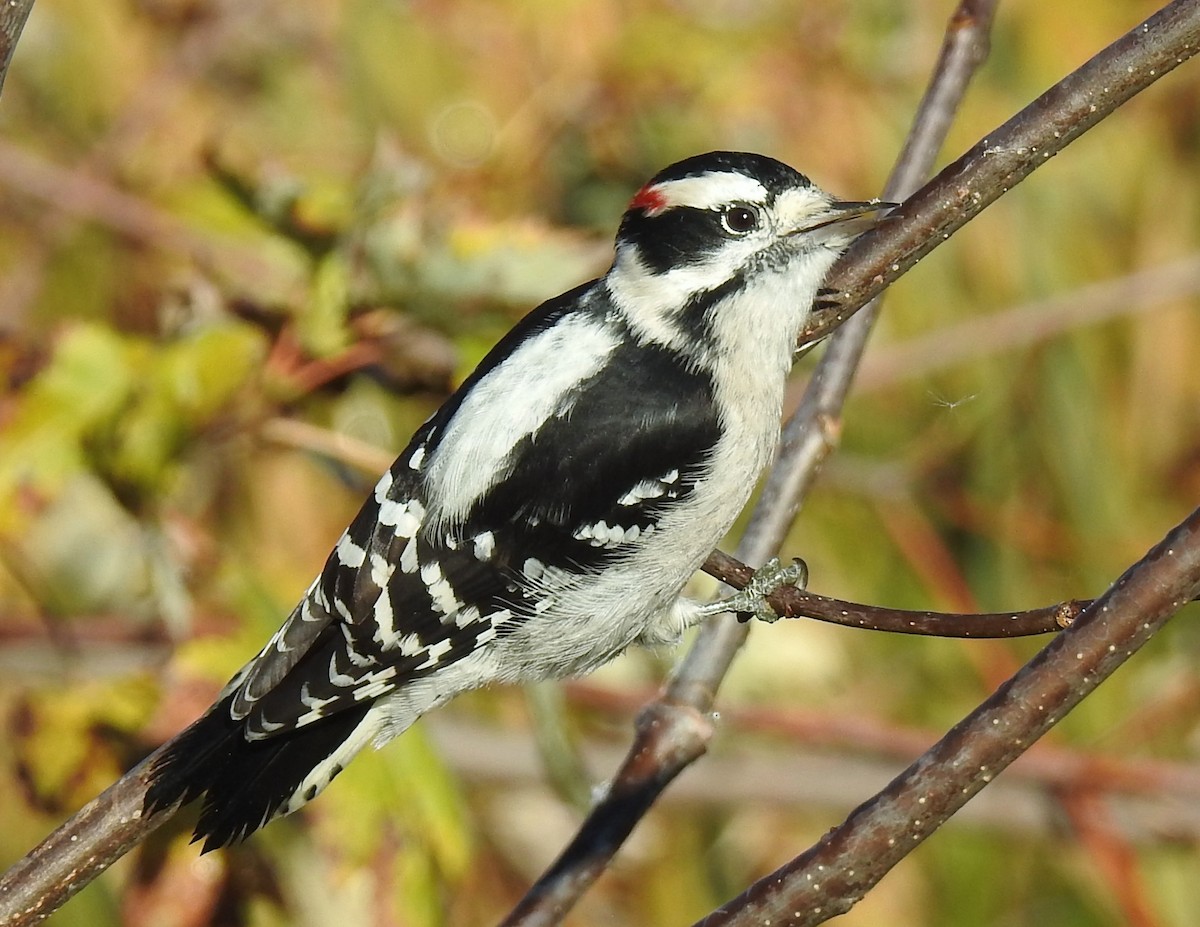 Downy Woodpecker - ML643601791