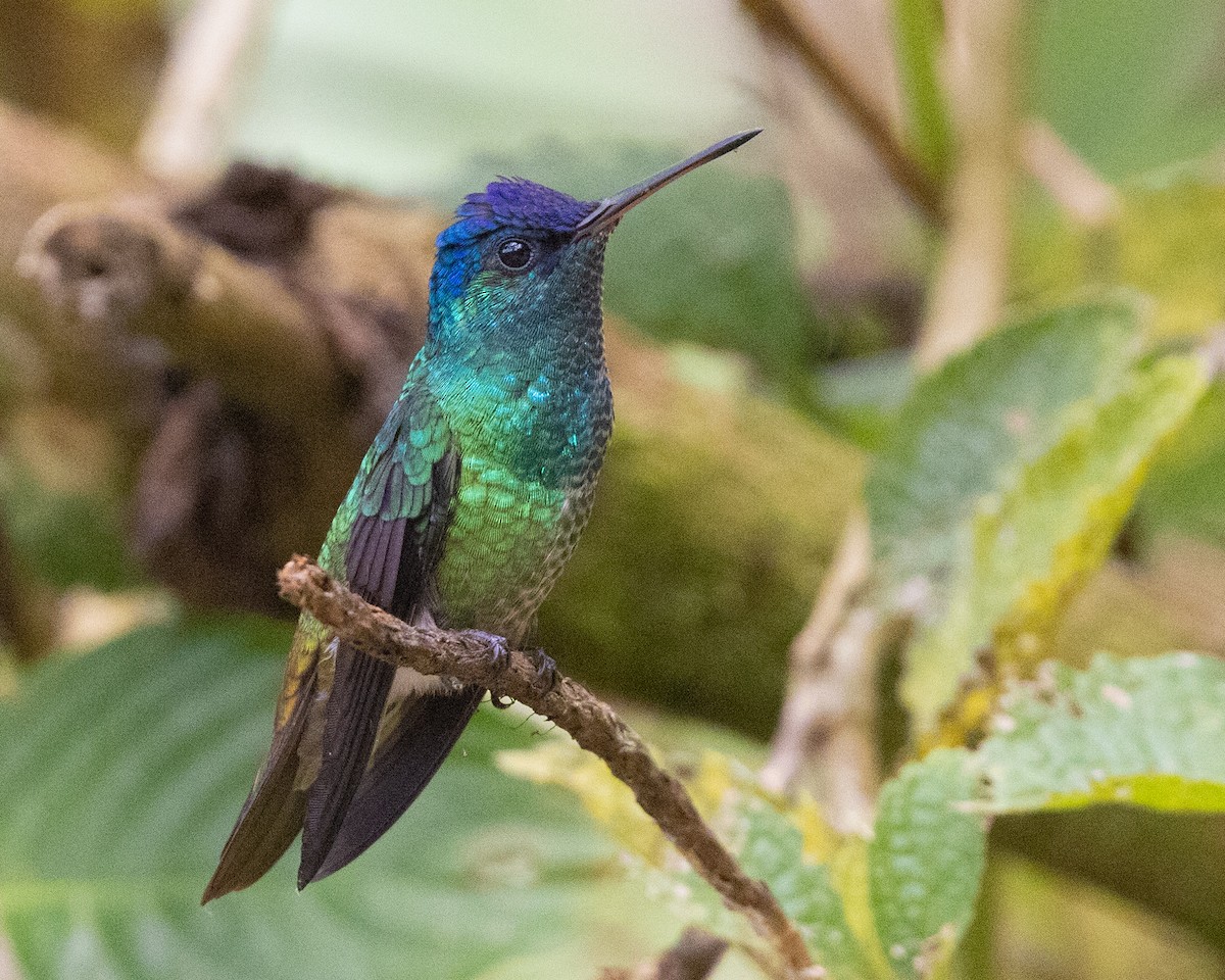 Golden-tailed Sapphire - ML643601801