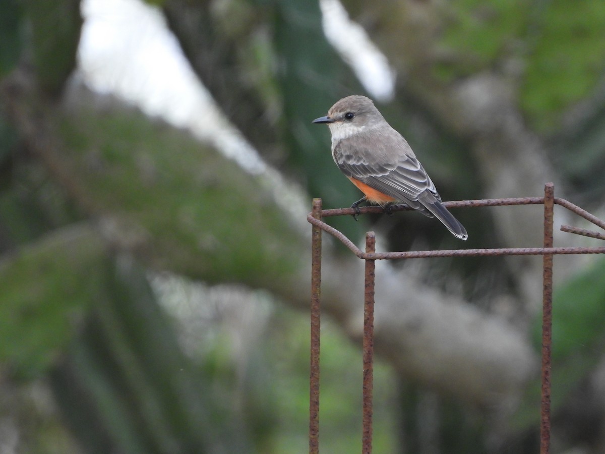 Vermilion Flycatcher - ML643601806