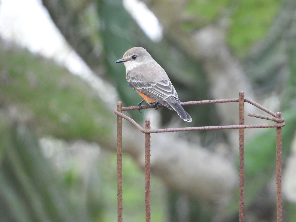 Vermilion Flycatcher - ML643601807