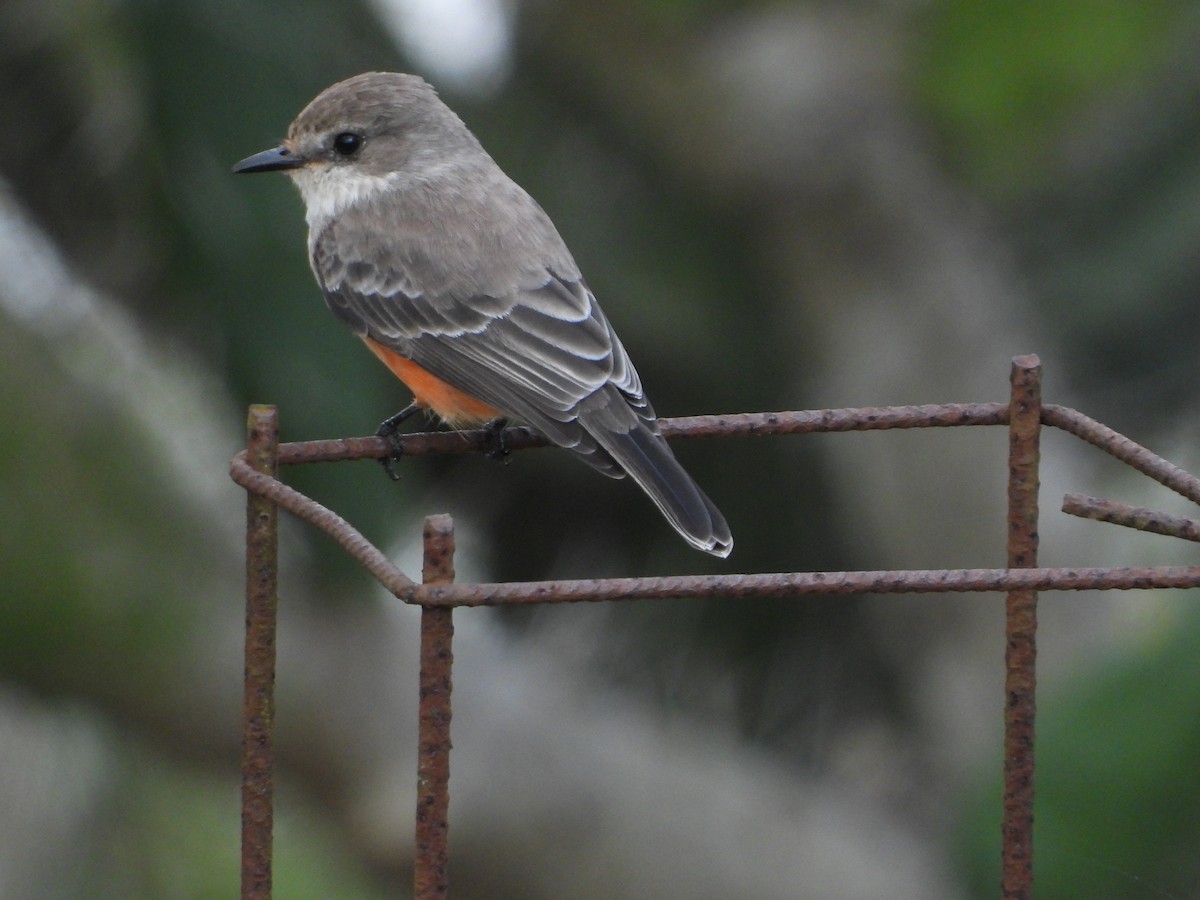 Vermilion Flycatcher - ML643601808