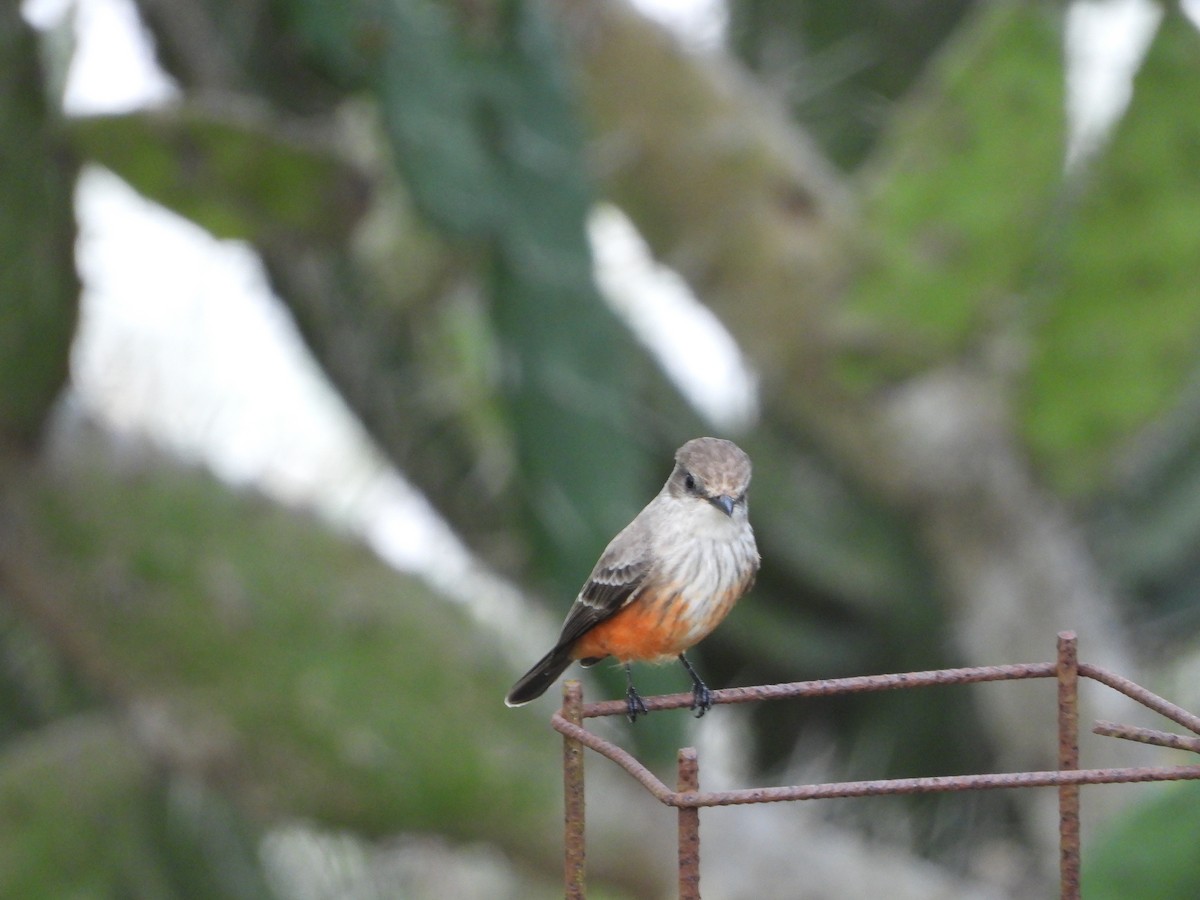 Vermilion Flycatcher - ML643601809