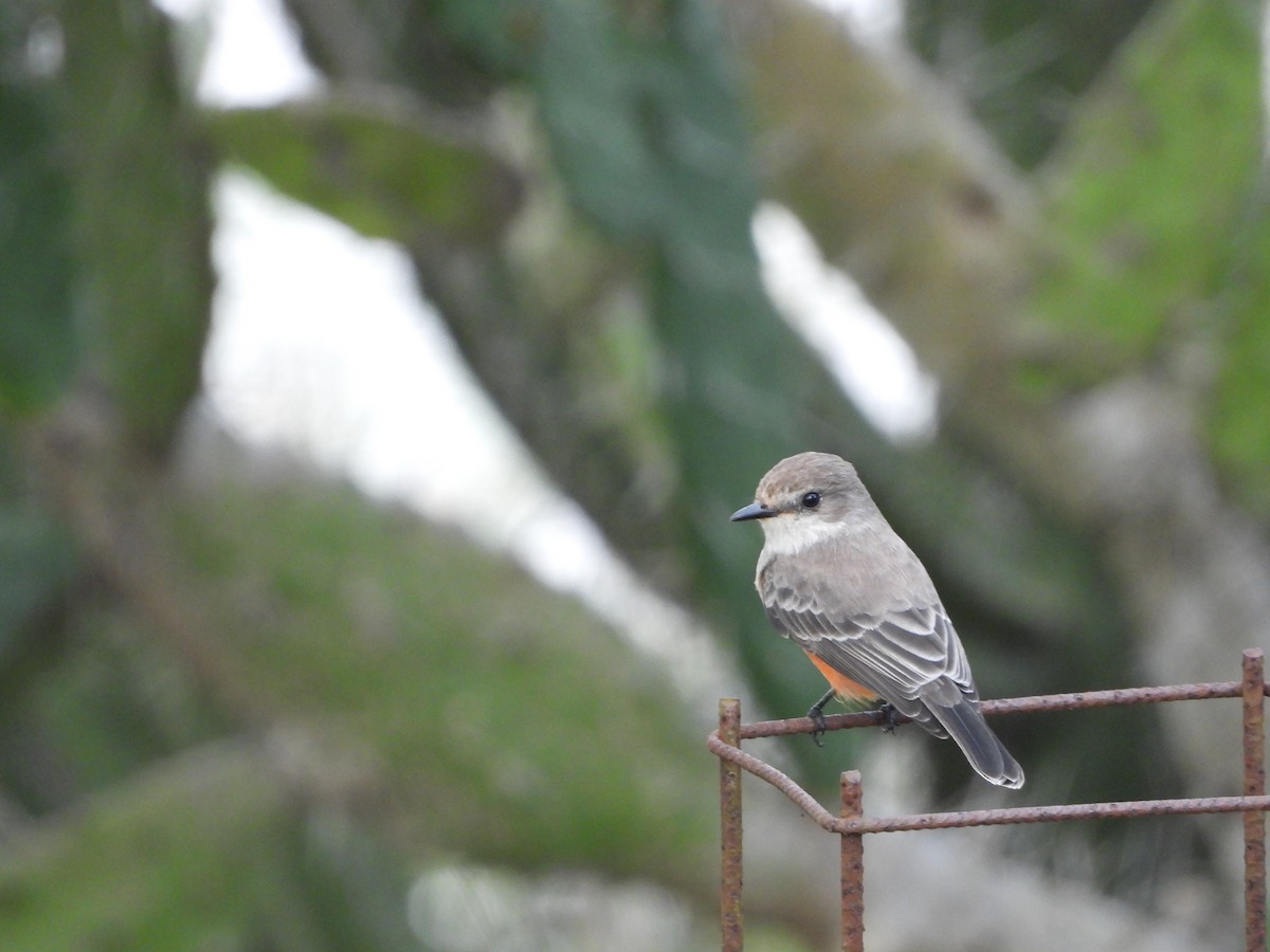 Vermilion Flycatcher - ML643601810