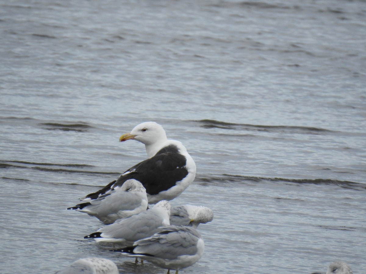 Great Black-backed Gull - ML643601812