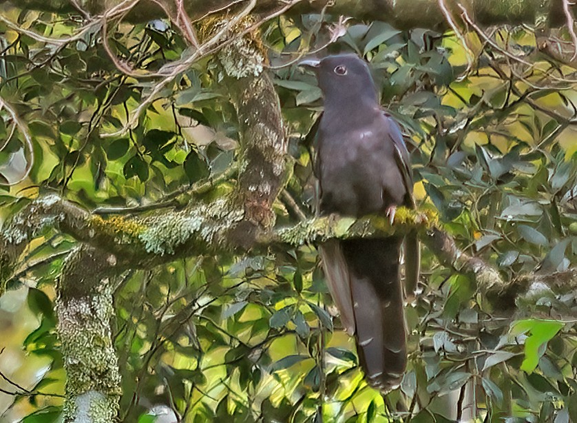 Black Cuckoo - ML643601813