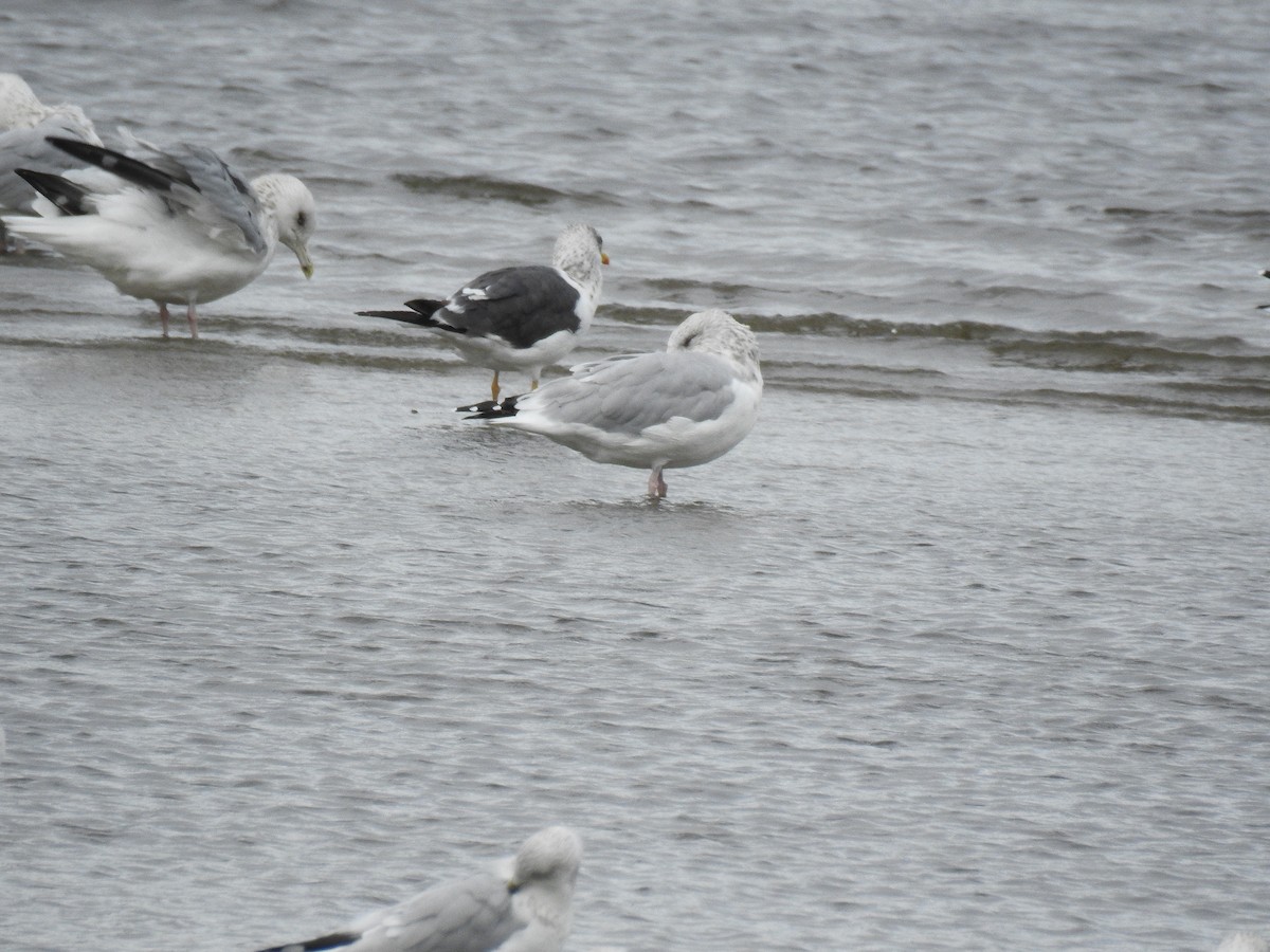 Бэсрэг цахлай - ML643601818