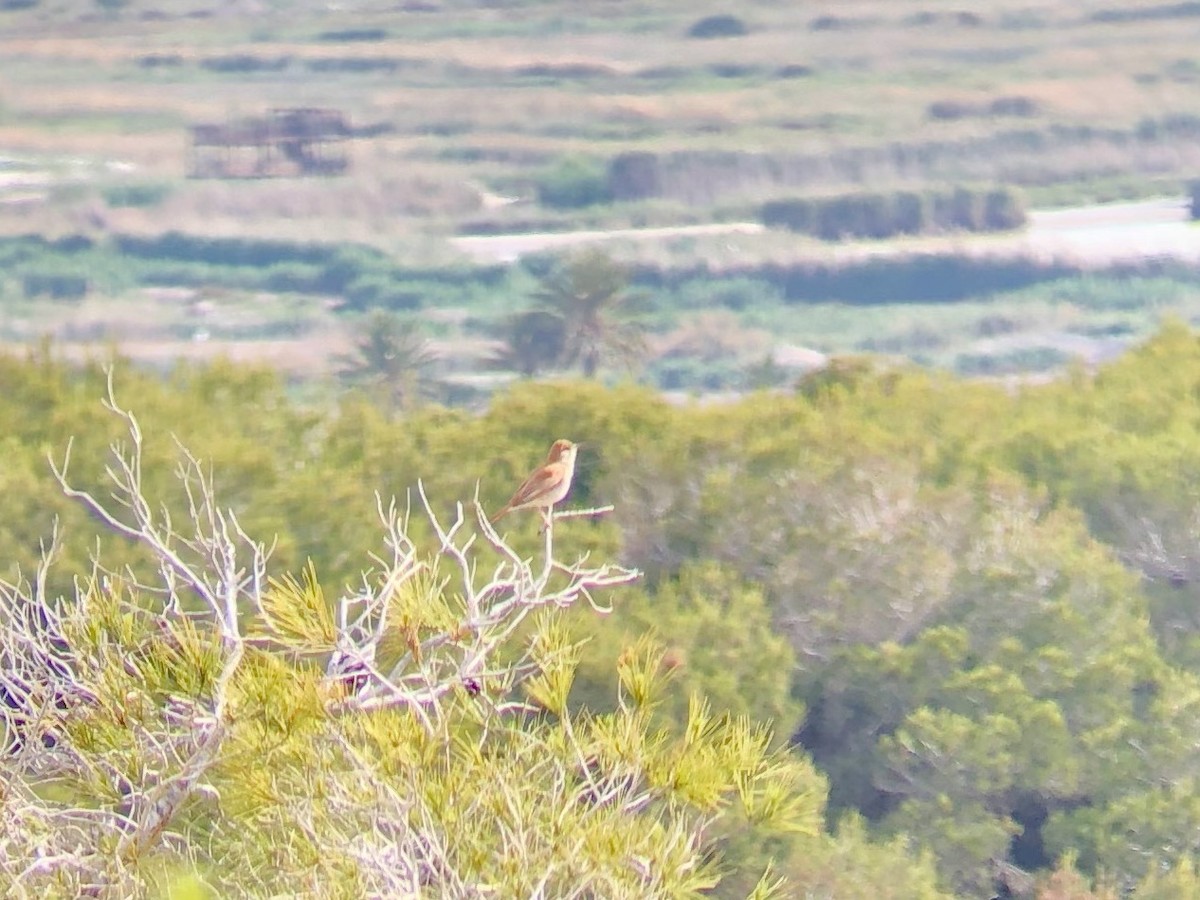 Rufous-tailed Scrub-Robin - ML643601825