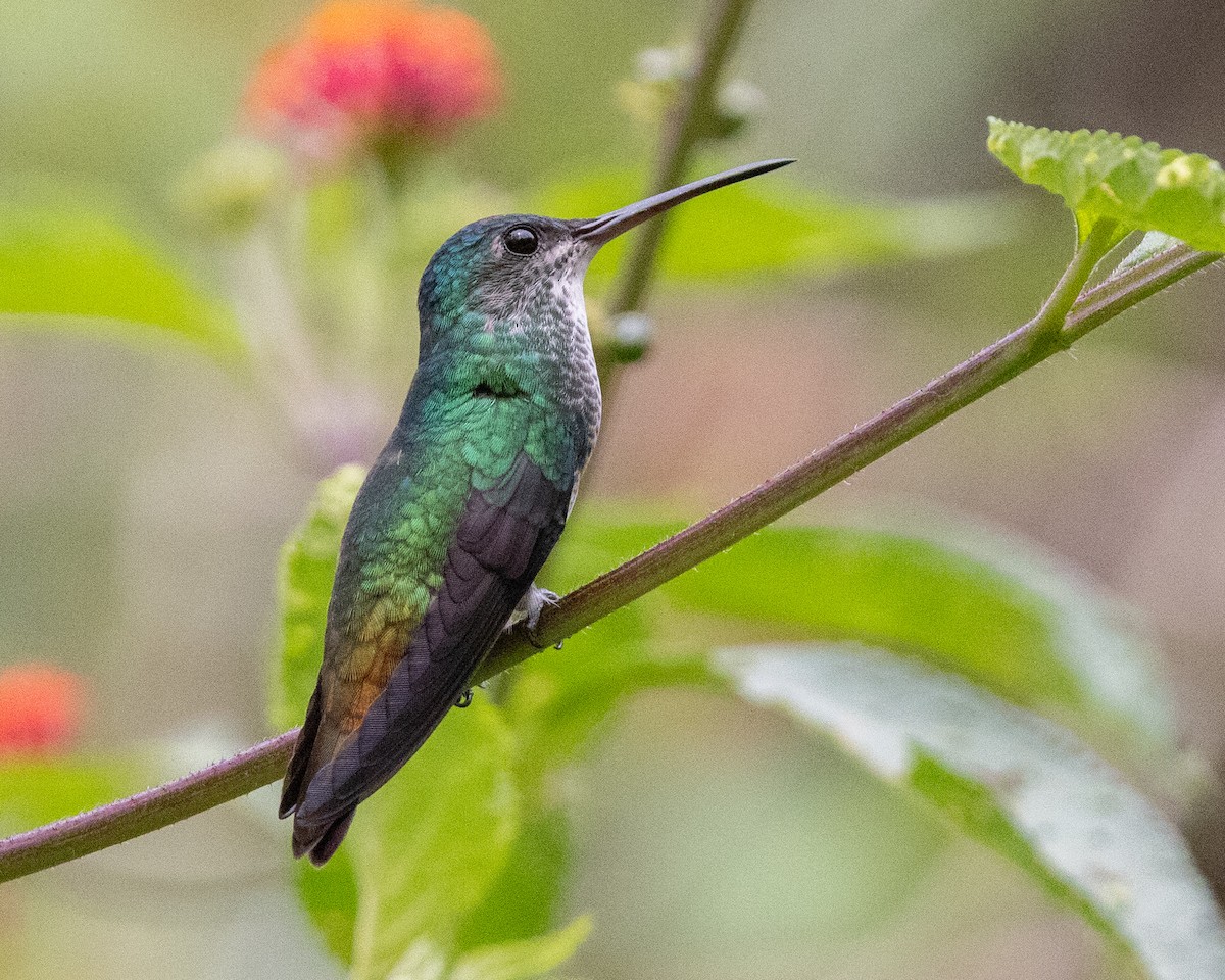 Golden-tailed Sapphire - ML643601827